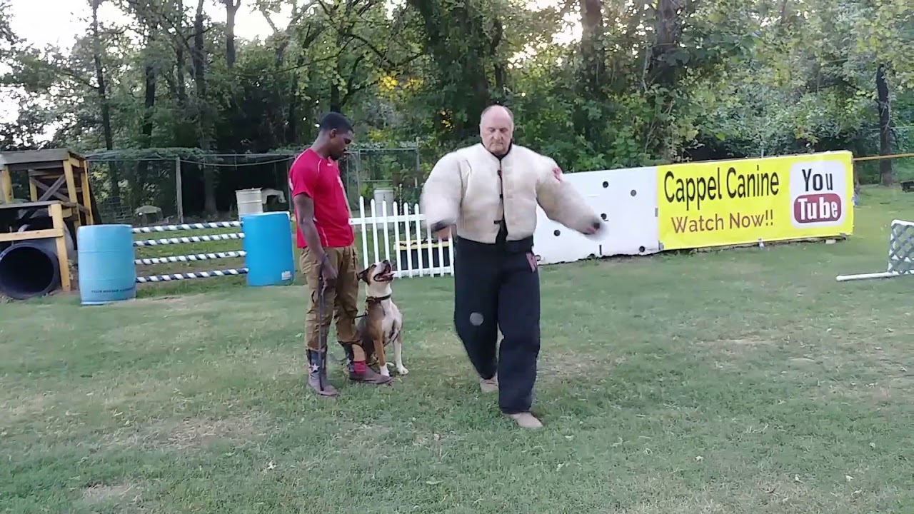 2019 01 18  Cappel Canine