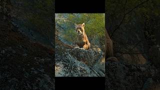 The Big Cat Returns To Save Bella 🐾🦁 A Dogs Way Home (2019) Emotional Rescue Scene Resimi