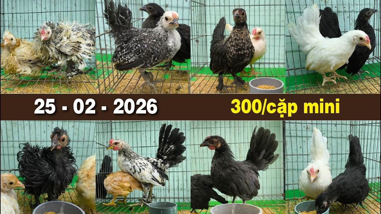 25.02.2026💚Gà Cảnh Mini💎Tre Thái💎Benkin Lông Xù💎Gà Cảnh Thả Avi Sân Vườn Sinh Sản