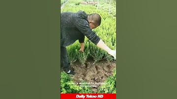 Harvesting boxwoods like a pro 💪 This tool is a game changer #NurseryLife