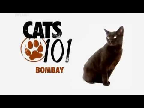 Бомбейская кошка 101kote.ru Bombay 101cats