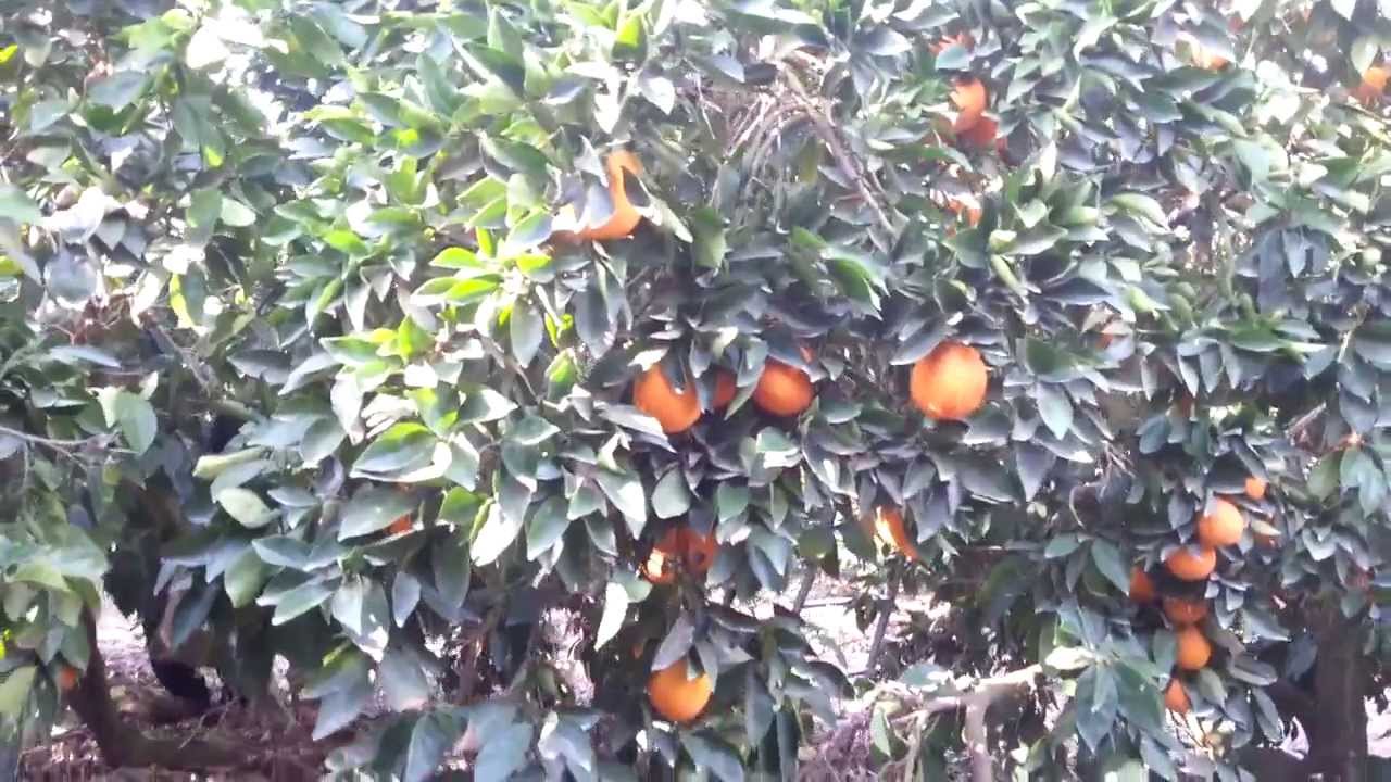 Сбор апельсинов машиной