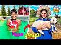 للاسف خراف المزرعة هربوا ويونس قفز فالمسبح البارد روتينا الصباحي
