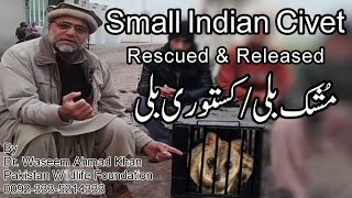 Small Indian Civet Rescued And Released Mushk Billi Kusturi Billi Indian Civet Rescue Story