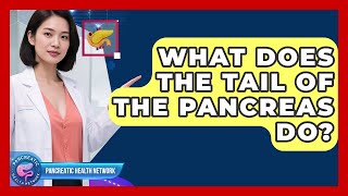 What Does The Tail Of The Pancreas Do? - Pancreatic Health Network