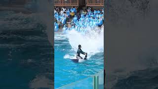 レスキューバースト解禁!! #Shorts #鴨川シーワールド #シャチ #Kamogawaseaworld #Orca #Killerwhale