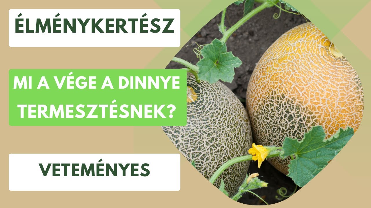 Mi lett a későn elkezdett dinnye termesztés vége?🍉