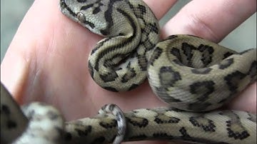 Baby Coastal Jaguar Carpet Pythons
