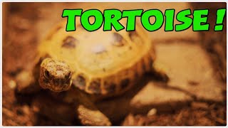 My Pet Testudo Tortoise! ##pets