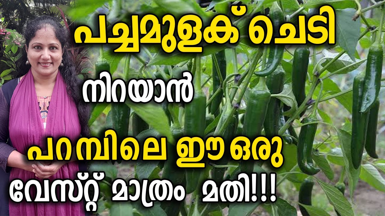 പച്ചമുളക് ചെടി നിറയാൻ പറമ്പിലെ ഈ ഒരു വേസ്റ്റ് മാത്രം മതി!!! | Chilli BOOSTER Fertilizer Malayalam