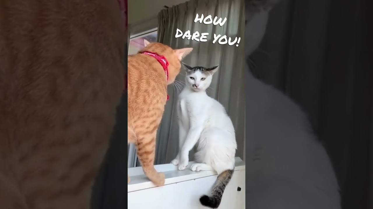 The Boxing Cats! 😼 