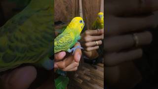 how to tame your bird viral budgies shortvideos