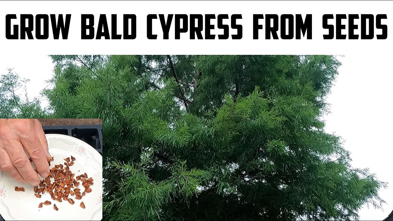 How Do You Grow A Bald Cypress Tree?