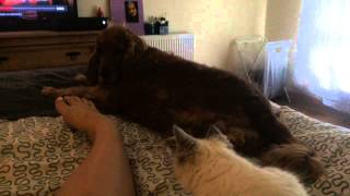 Lazy Ragdoll kitten and Cocker Spaniel