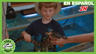 Cocodrilo bebé y otros reptiles | Videos de dinosaurios y juguetes para niños