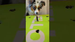 WhacAMole | FUN for DOGS