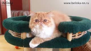 Кошечка Marietta-Belinka Cattery Кошечка Marietta-Belinka Cattery