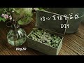 Vlog.30 🇲🇾三色怡心草组合盆栽DIY｜3 colors Callisia planting mix tutorial | Pink lady | Golden | Green callisia