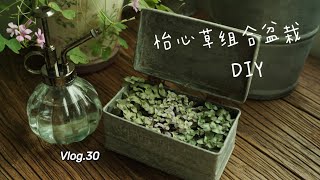Vlog.30 🇲🇾三色怡心草组合盆栽DIY｜3 colors Callisia planting mix tutorial | Pink lady | Golden | Green callisia