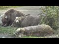 128 Grazer family takes a nap break Explore.org 09/20/22