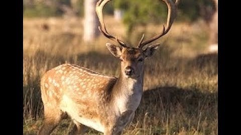 fallow buck & red hind grazing #canon
