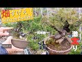 【紹介】畑で激太り⁉生産業者の小梅園さんに行ってきました【盆栽Q】