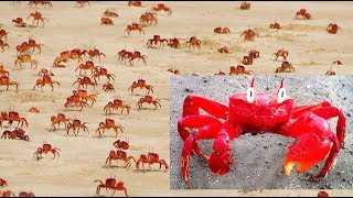 Beautiful Creatures Red crabs sea beach - Lal Kakra