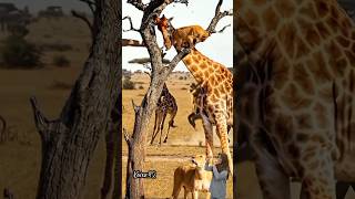 Dua MOMEN BERBEDA Jerapah NYELAMATKAN Anak Singa #animals #jerapah #lion #shorts