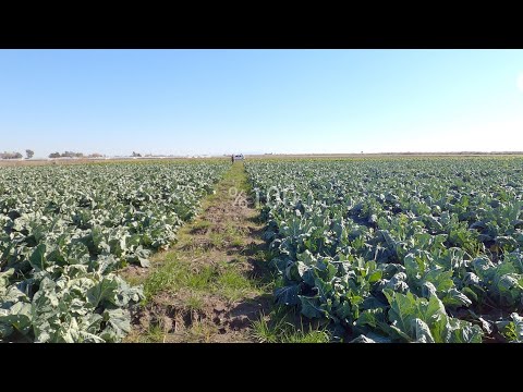 Video: Karnabahar Dikim Rehberi - Tohumlardan Karnabahar Nasıl Yetiştirilir