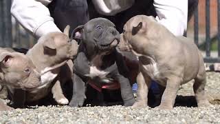 PUPPIES AMERICAN BULLY POCKET EXTREME  LILAC AND BLUE PRODUCT BIGDOGS ROMANIA KENNEL