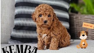 Watch Kemba sweet tempered toy poodle play. Available for adoption.