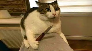 The funniest animals of 2024 😅 The funniest cats videos 😹 Part 27