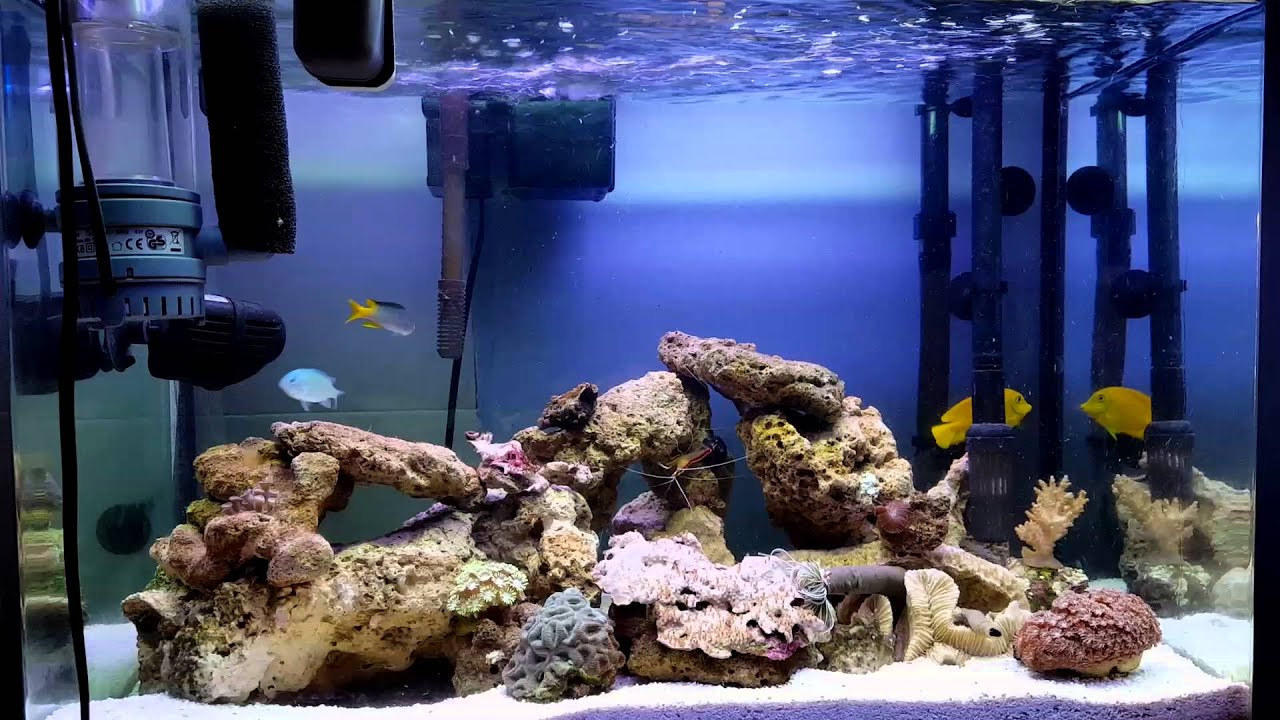 20 Gallon Saltwater Tank Day 25 YouTube