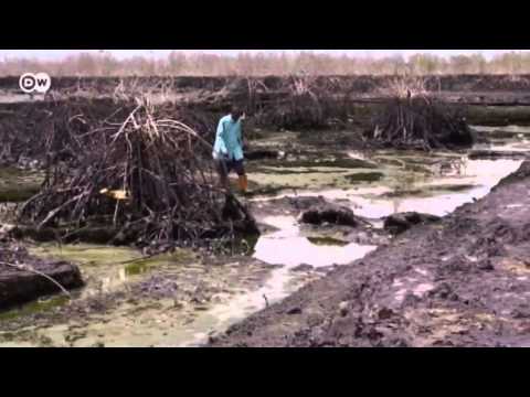 Nigeria: Oil pollution in the Niger Delta | Global 3000