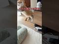 ママと猫の喧嘩の結末。