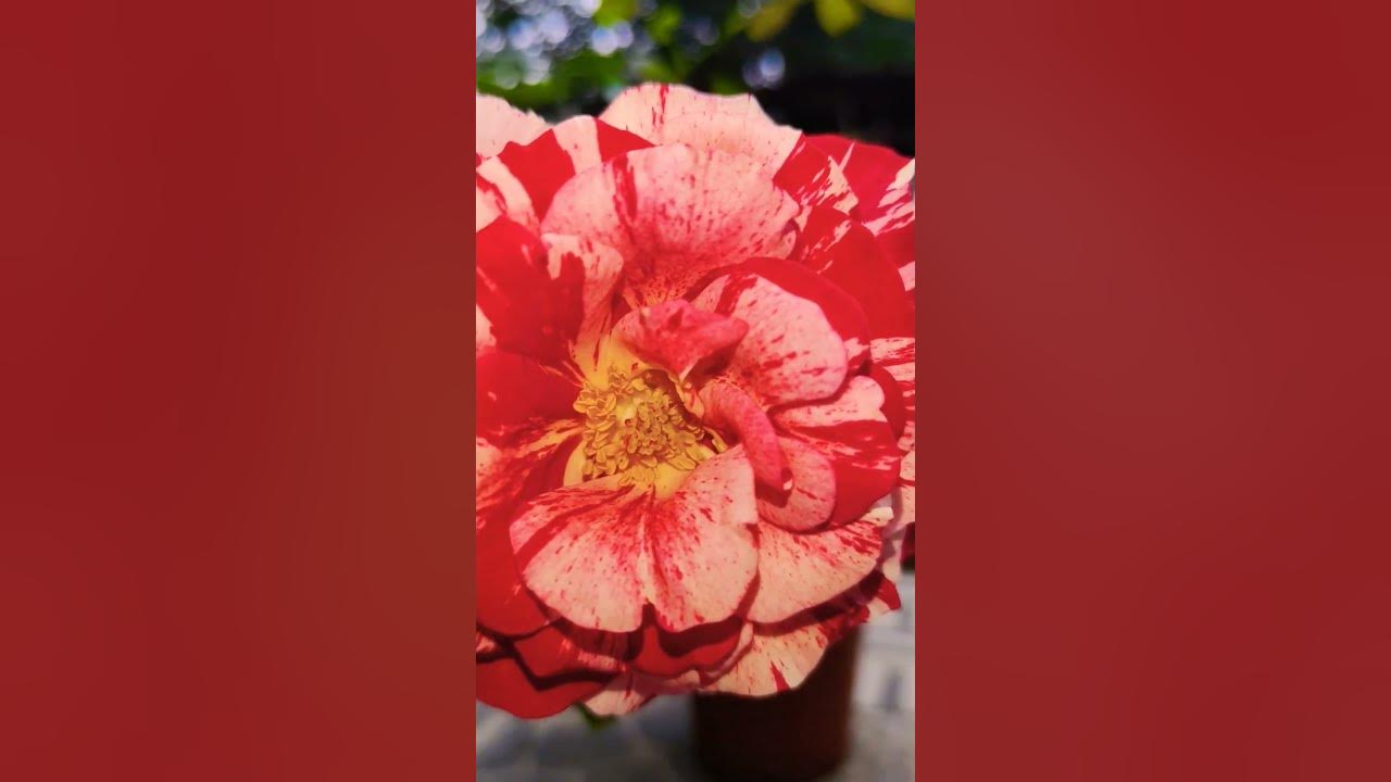 Rose One Rose Says More Than The Dozen raabinarayan new today rose-one-rose-says-more-than-the-dozen-raabinarayan-new-today