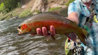 Spring Trip to Cheesman Canyon (South Platte River Fly Fishing)