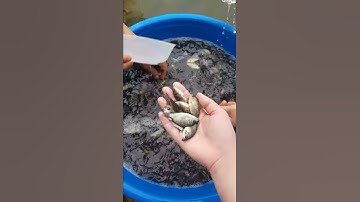 RÔ PHI GIỐNG ĐƯỜNG NGHIỆP - BẢO LỘC-0396821568