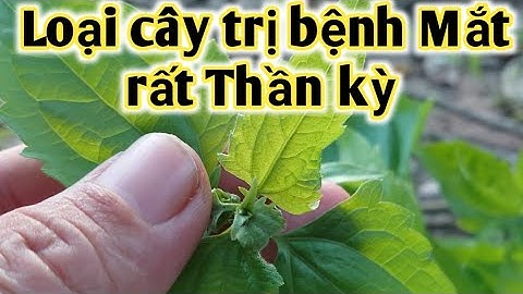 Bài thuốc trị viêm giác mạc có mủ, viêm đường ruột. PHAN HẢI Channel.