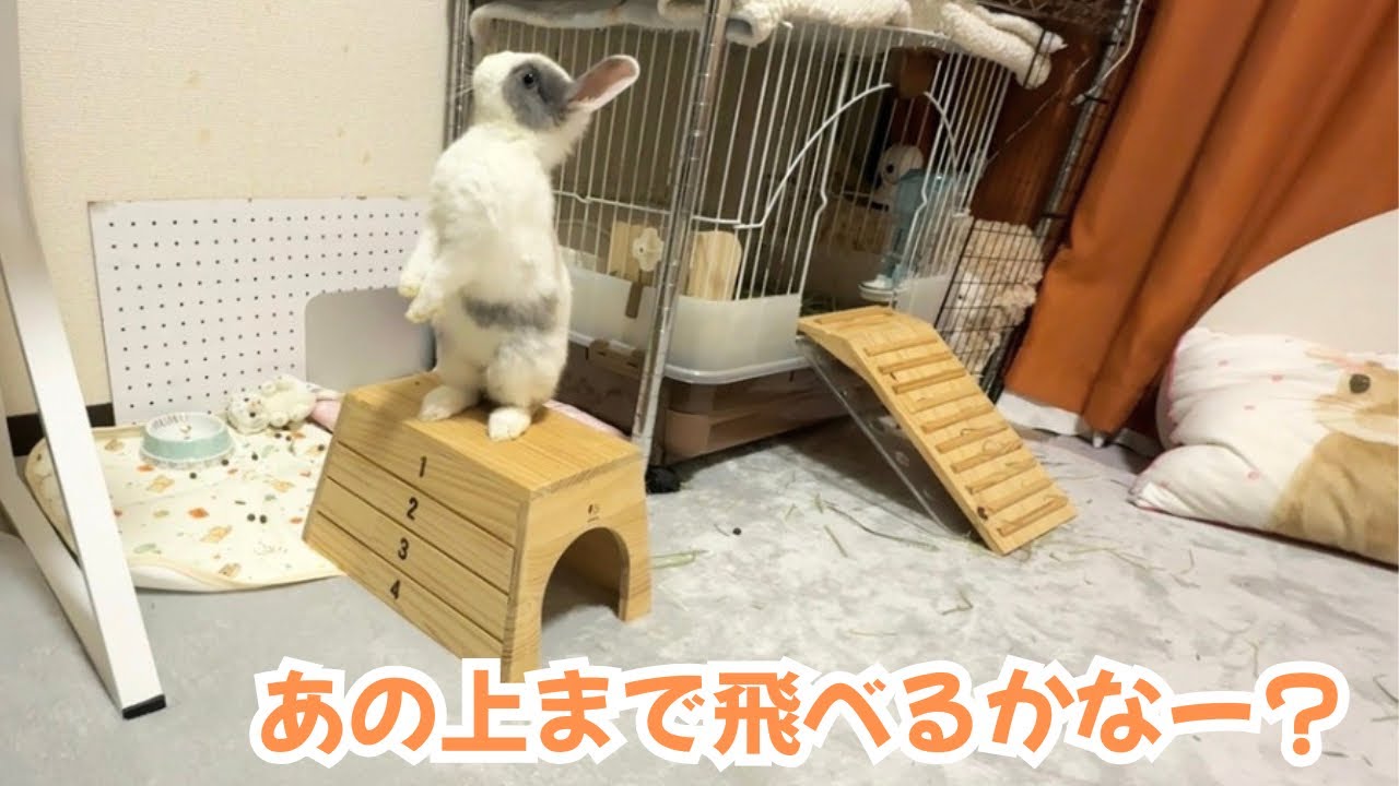 上見すぎじゃない！？とにかく上に飛びたい子うさぎ - YouTube
