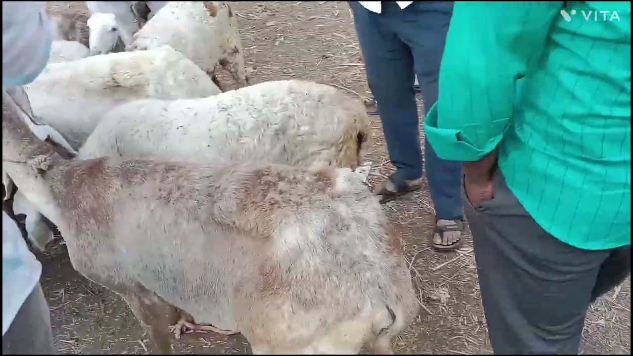 बाजार भाव मेंढ्यांचा खरेदी विक्री विषय टॉपचा 🐐💯#gota #reelsinstagram 