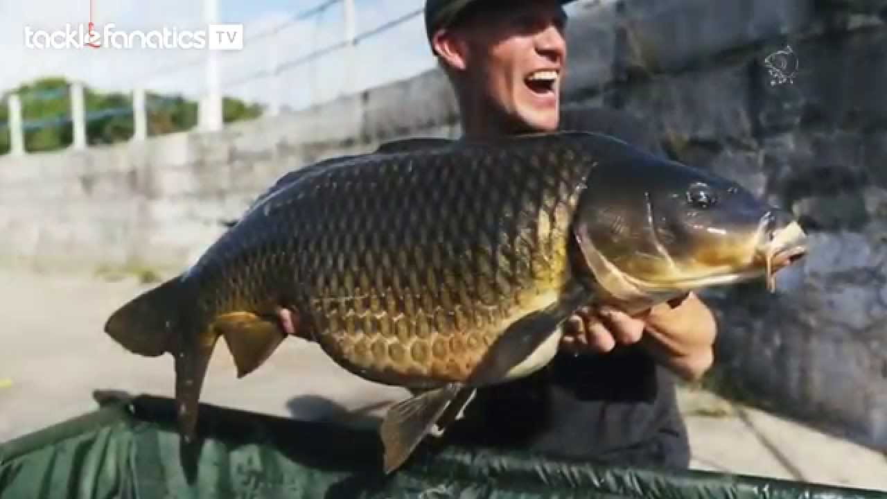 angling direct carp