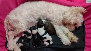 Shihpoo giving birth to four puppies