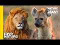 What Happens To Hyenas When Battling Against Lions? | Nature of the Beast | Love Nature