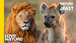 What Happens To Hyenas When Battling Against Lions? | Nature of the Beast | Love Nature