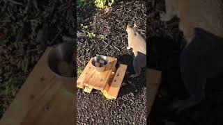 Chippy the chipmunk gets pissed at a squirrel for stealing a peanut.