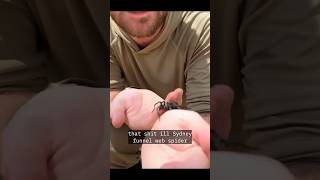 Holding A Sydney Funnel-Web Spider For Content Is Crazy Work 💀#edit #capcut #spider #crazy