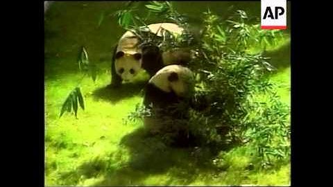 USA - Two giant pandas at California