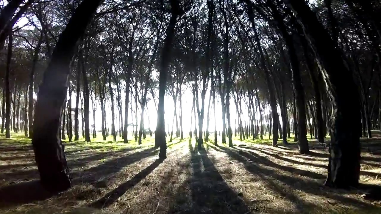 Pineta Riviera - YouTube