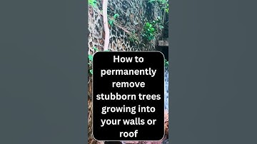 Effective Tree Removal | Tree Removal |